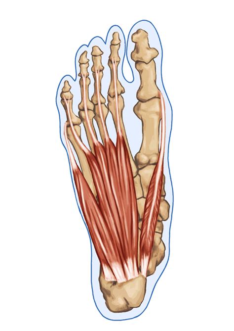 The human foot is a strong and complex mechanical structure containing 26 bones, 33 joints (20 of which are actively articulated), and more than a hundred muscles, tendons, and ligaments. Intrinsic foot muscles - Damien Howell PT