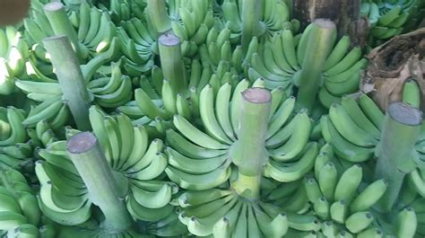 Professor Of Tandojam University Discovers Unique Uses Of Banana Stems