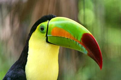 It spans an estimated area of 55 lakh square kilometres and hosts a plethora of biodiversity including many species that have not been discovered and studied yet. Rainforest Home Learning Task | 2R's Class Blog