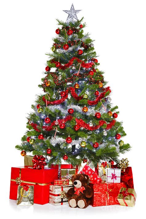 Christmas Tree And Presents Isolated On White Photograph