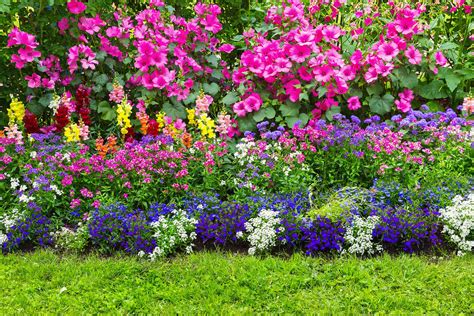 5 Tips To Create The Perfect Flower Bed Pettys