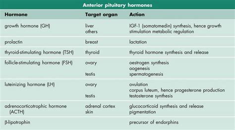 The Hypothalamus And The Pituitary Gland Basicmedical Key