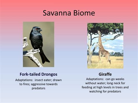 Ppt Savanna And Tropical Rainforest Biomes Powerpoint Presentation