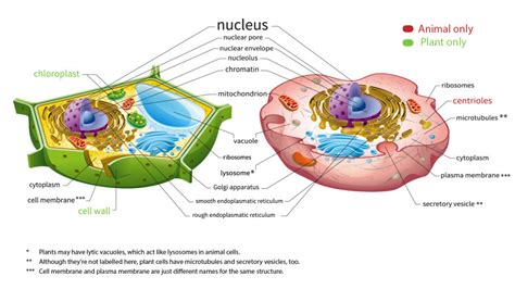 Makes lipids (fats) and breaks down toxic materials. Here's How Plant and Animal Cells Are Different ...