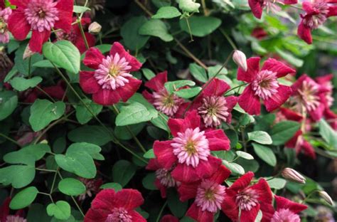 Here is a list of cold hardy hydrangea varieties that will grow in usda planting zone 4, where temperatures drop to as low as 30 below 0 f in winter. Clematis 'Avant Garde' | PITH + VIGOR by Rochelle Greayer
