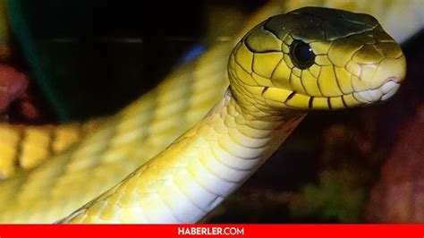 Rüyada yılan görmek ne anlama gelir? Rüyada büyük yılan görmek diyanete