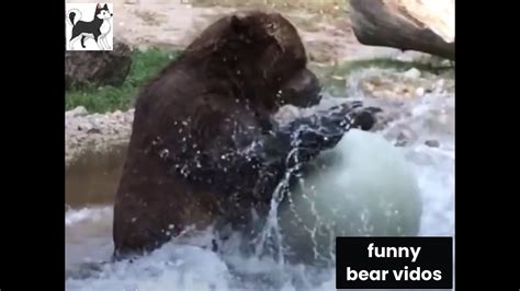 The FUNNIEST Bear Videos On The Internet Try Not To Laugh YouTube