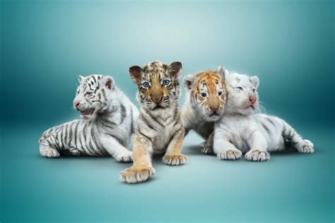 Виды Тигров Список И Фото Telegraph