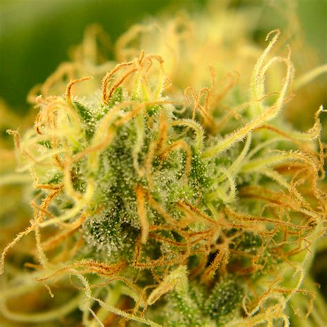 Der kompost ist reif, wenn nach rund einer woche viele samen zu keimlingen geworden sind und diese auch rasch weiterwachsen, ohne sich gelb ein guter platz für einen kompost ist schattig und windgeschützt. When And How To Harvest Marijuana Plants