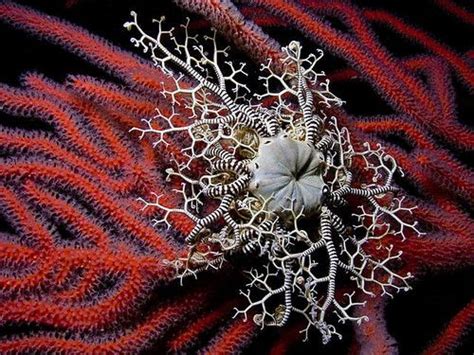 Libutron Basket Star Astrocladus Cf Euryale Basket Stars Are A