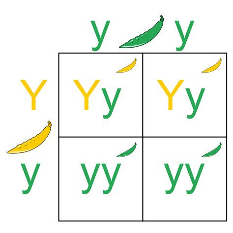 Do you know where each letter two pea plants, both heterozygous for flower color, are crossed. Punnett square - Wikipedia