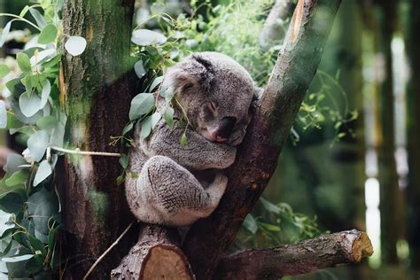 Koala Sleeping On Tree Branch Image Free Stock Photo