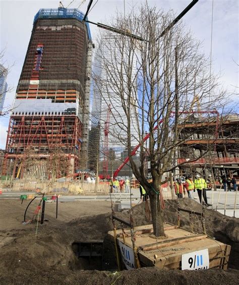 Tree That Survived 911 Attack Is Replanted At Ground Zero Wbur News