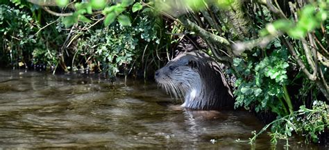 otter surveys atw ecology ltd
