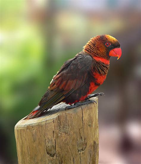 Living Jungle Dusky Lory