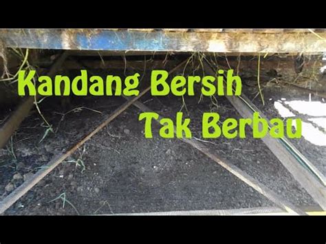 Rencana saya sih untuk pembuatan kandang buat 5 ekor kambing Mau Kambing Sehat dan Kandang Bersih...? Pakai Cara ini - YouTube