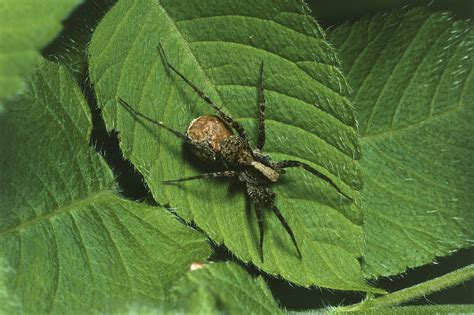 Types Of Garden Spiders Fasci Garden