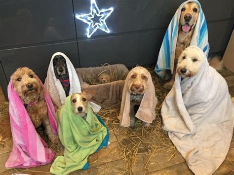 Adorable Dog Nativity Scene Makes The Internet Fall In Love With Puppy