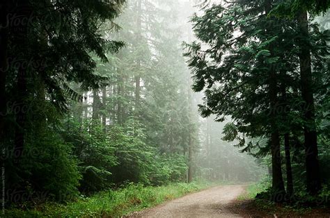 Foggy Road Through The Forest By Stocksy Contributor Justin Mullet