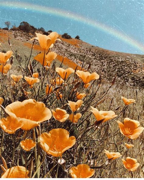 Ko10z California Poppies Flower Aesthetic Orange Aesthetic Yellow