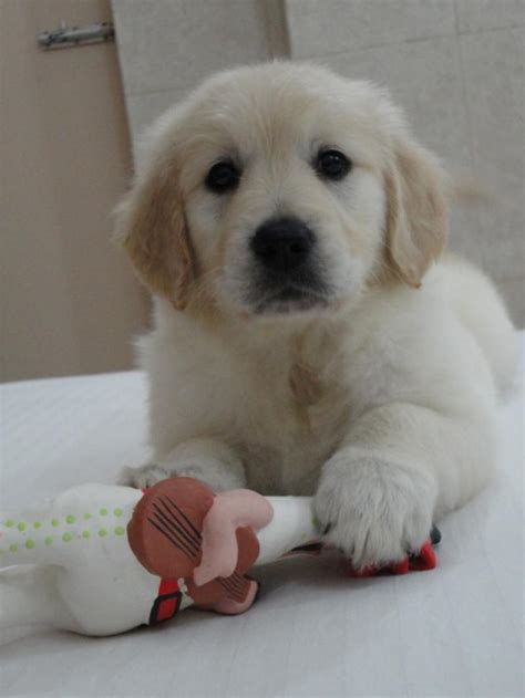 The total price for a new puppy is $900. Golden Retriever Puppies for Sale(murchanabarooah 1)(6826 ...