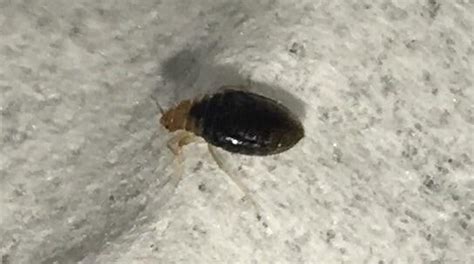 Just Found This In My Bed Is This A Bedbug And If So What Do I Do R