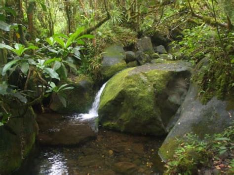 Mount Waialeale Rainforest Hike Easy To Moderate Reviews Kauai Tours