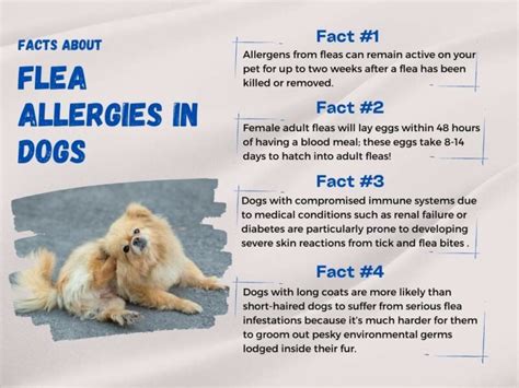 Flea Allergies In Dogs Causes Symptoms Treatment