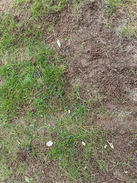 Whats Wrong With My Lawn — Bbc Gardeners World Magazine