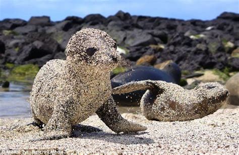 빵가루를 묻힌 듯한 갈라파고스 제도의 귀여운 새끼 바다 사자 Galapagos Islands Sea Lion Cubs In