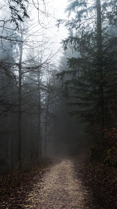 Foggy Forest Path Autumn Gloomy Weather Foggy Forest Nature