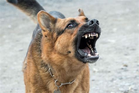How To Cope With And Manage An Aggressive Dog Pethelpful