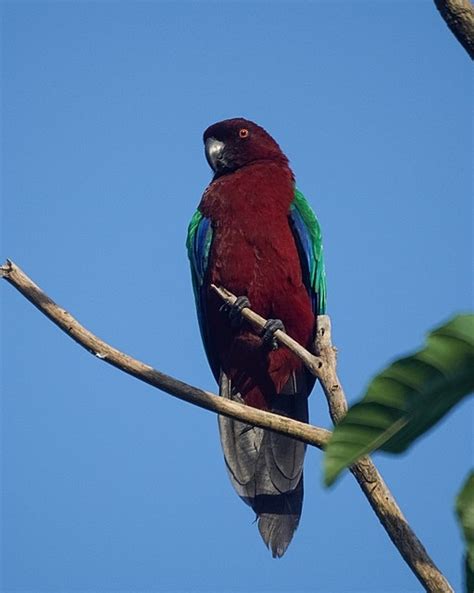 Parrot Encyclopedia | Red Shining Parrot | World Parrot Trust