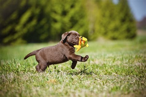 Check spelling or type a new query. Top Tips on How to Provide the Best Puppy Health Care