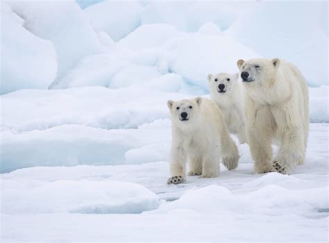 Polar Bears Species Facts Info And More Wwfca