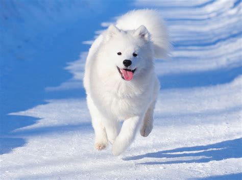 Como Se Llaman Los Perros De La Nieve - Noticias del Perro