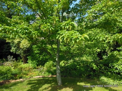 Golden rain tree, pride of india, varnish tree, china tree. Golden Rain Trees Koelreuteria Paniculata Pride of India ...