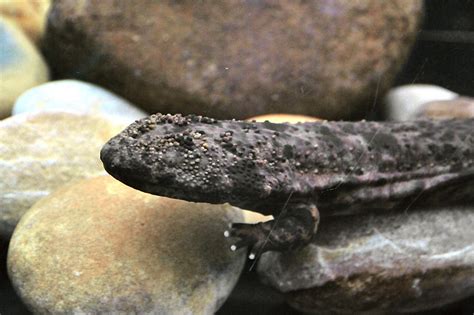 Chinese Giant Salamander Worlds Largest Amphibian Facing Extinction