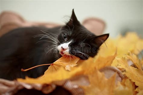 Black Cat With Autumn Leaves Stock Photo Image Of Kitten Mammal