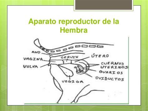 Anatomía Reproductiva En Caprinos