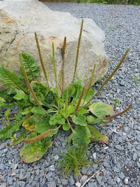 Greater Plantain Common Lawn Weeds Of Northeastern North America