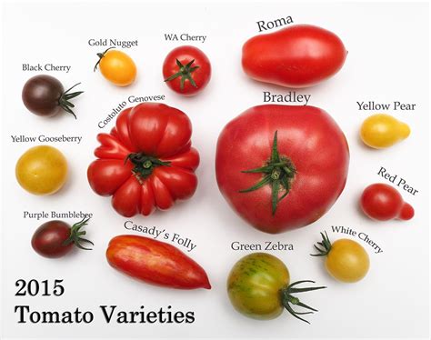 What are the tastiest tomatoes? tomato+varieties.jpg (1200×948) | Tomato, Heirloom tomato ...