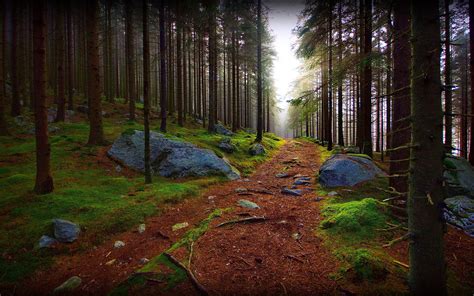 Mountain Forest Wallpapers Top Free Mountain Forest Backgrounds