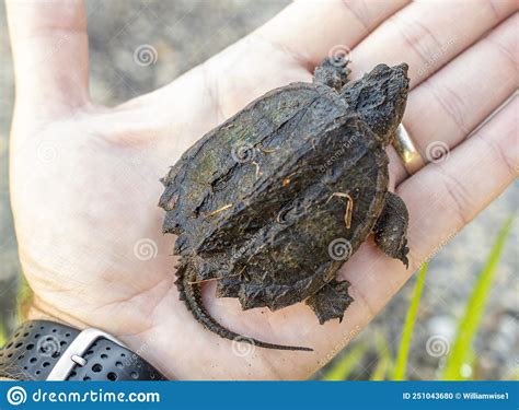 Juvenile Baby Common Snapping Turtle In Palm Of Hand Georgia Usa Stock