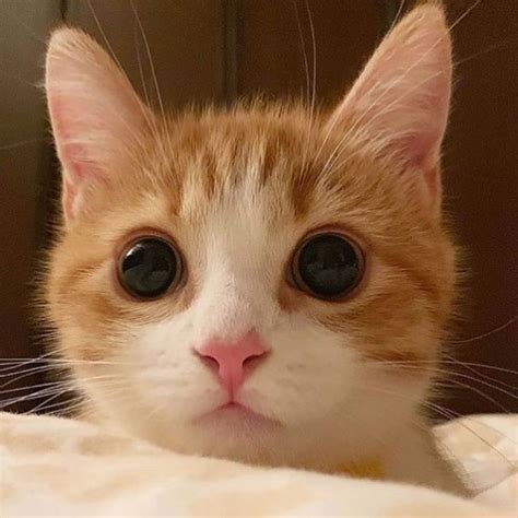 cutest cats on instagram on instagram “so cute ️😊🐾 tag a friend that loves cats follow