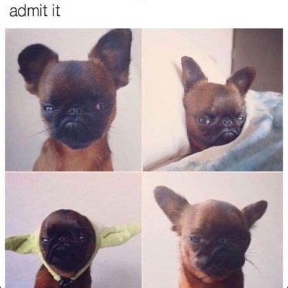 15.12.2020 · funny animal memes. When you are wrong but refuse to admit it :funny dog memes ...