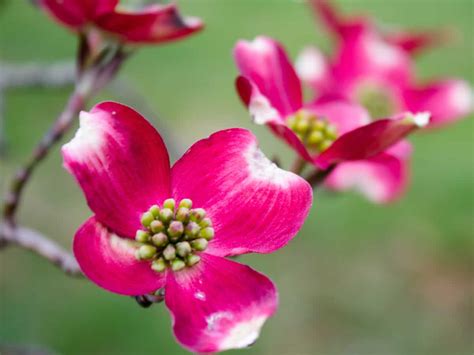 The Top 15 Flowering Trees For A Beautiful Garden