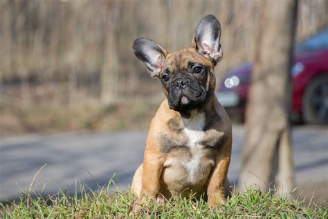 Find out why french bulldogs cost so much, what celebrities have one, as well as some of their health problems. French Bulldog Price - Why so Expensive?