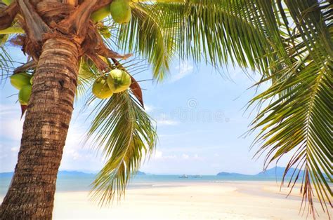 Coconut Palm Trees With Coconuts Fruit On Tropical Beach Background