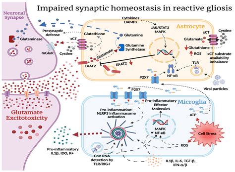 Ijms Free Full Text Dissecting The Molecular Mechanisms Surrounding